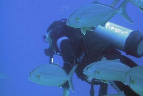 Diving